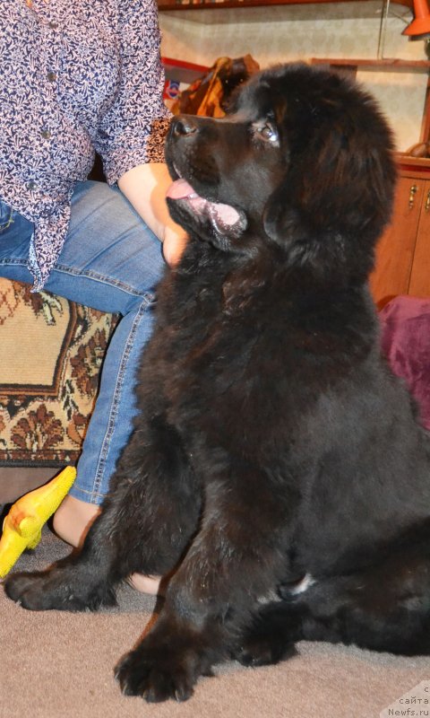 Фото: ньюфаундленд CHernyiy Balu Martin Iden (Черный Балу Мартин Иден)