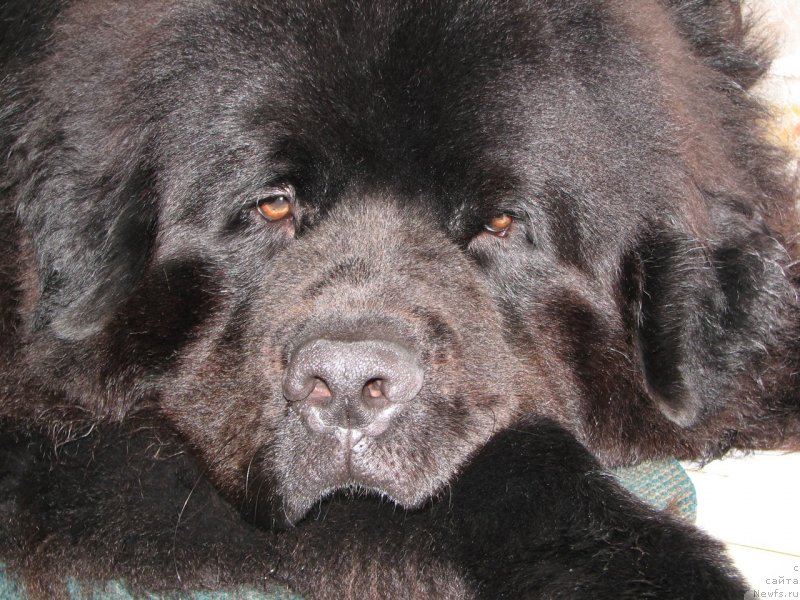 Фото: ньюфаундленд Kozyrniy Tuz s Berega Dona (Козырный Туз с Берега Дона)