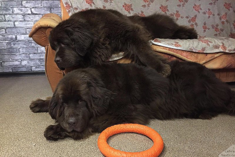 Фото: ньюфаундленд Naomi Tagoliri for Brouwnblood (Наоми Таголири фор Браунблад), ньюфаундленд Sverkayuzhaya Gora Mashame (Сверкающая Гора Машаме)