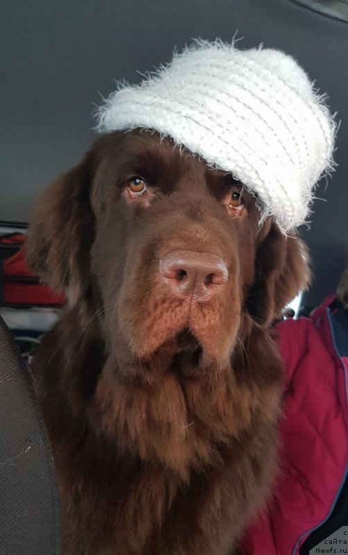 Фото: ньюфаундленд Brownblood MSK Alpina Guardian Soul (Браунблад МСК Альпина Гуардиан Соул)