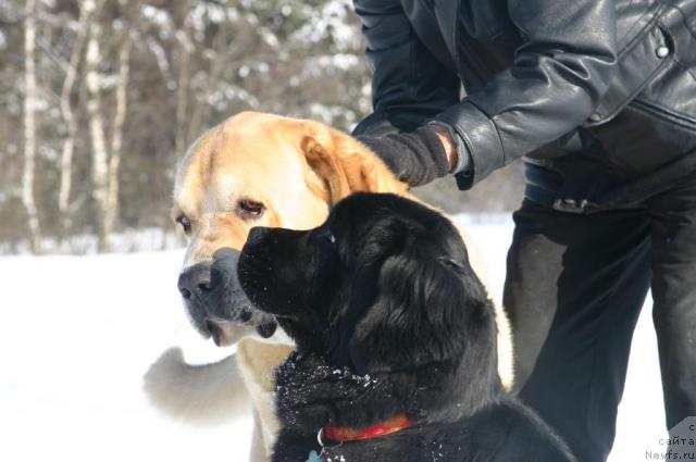 Фото: ньюфаундленд Sladkaya Moya ot Sibirskogo Medvedya (Сладкая Моя от Сибирского Медведя)