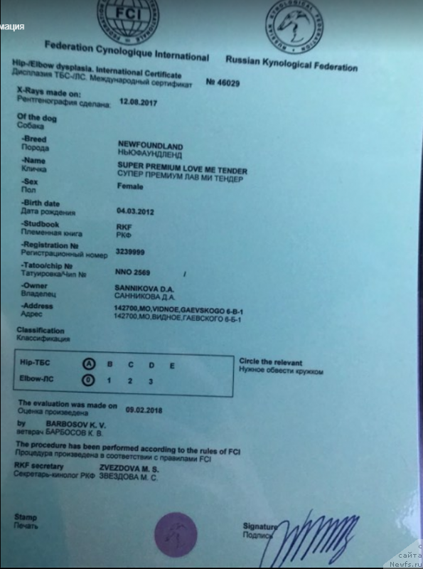 Фото: ньюфаундленд Super Premium Lav Mi Tender (Супер Премиум Лав Ми Тендер)