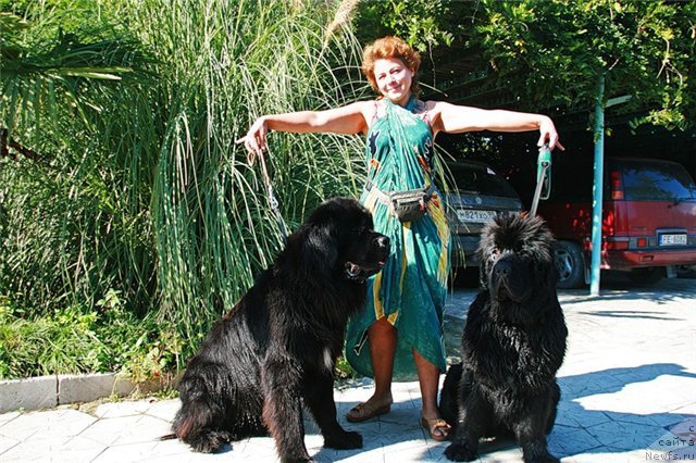 Фото: ньюфаундленд Talula Bell (Талула Белл), ньюфаундленд Potap Fidel' (Потап Фидель), Anna Kovalyova (Анна Ковалёва)