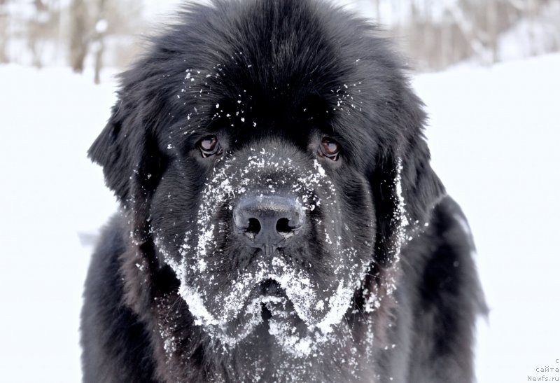 Фотография № 234164