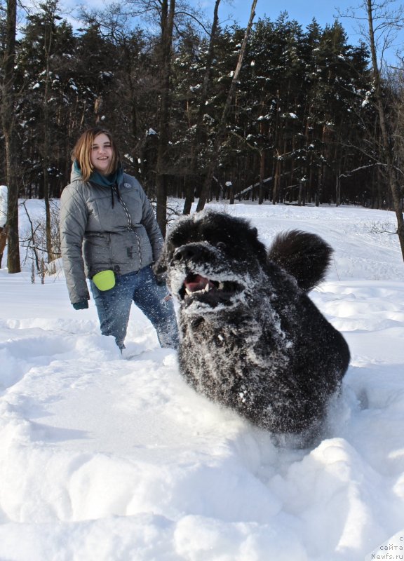 Фото: ньюфаундленд Brownblood MSK Lavy Neman (Браунблад MCК Лави Нэман)
