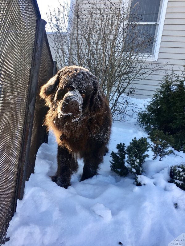 Фото: ньюфаундленд Brownblood MSK Larchie Ardon (Браунблад МСК Ларчи Ардон)