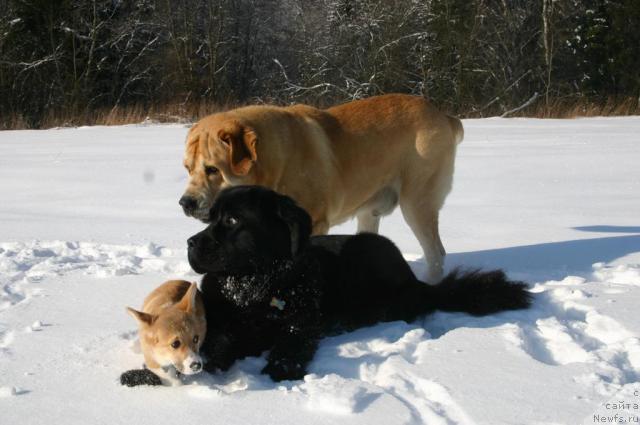 Фото: ньюфаундленд Sladkaya Moya ot Sibirskogo Medvedya (Сладкая Моя от Сибирского Медведя), Лиска, Шер