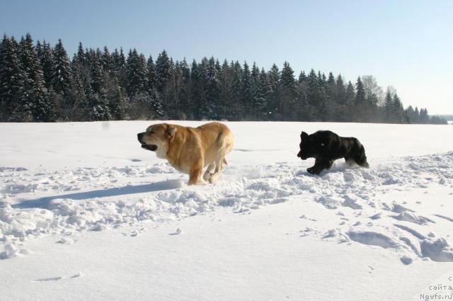 Фото: ньюфаундленд Sladkaya Moya ot Sibirskogo Medvedya (Сладкая Моя от Сибирского Медведя), Шер