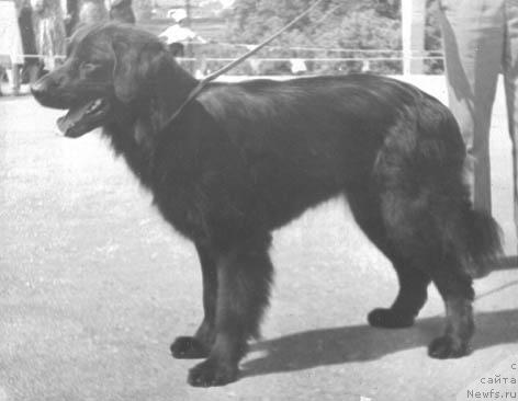 Фото: ньюфаундленд Ryemi Lodj (Рэми Лодж)