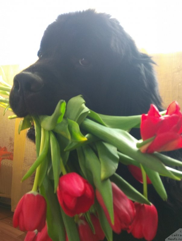 Фотография № 234227