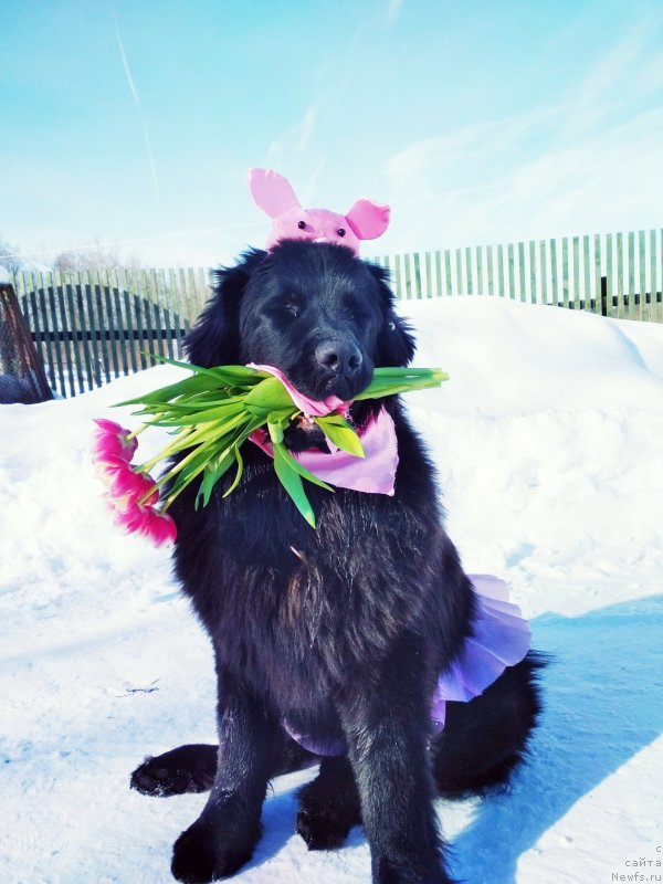 Фотография № 234230