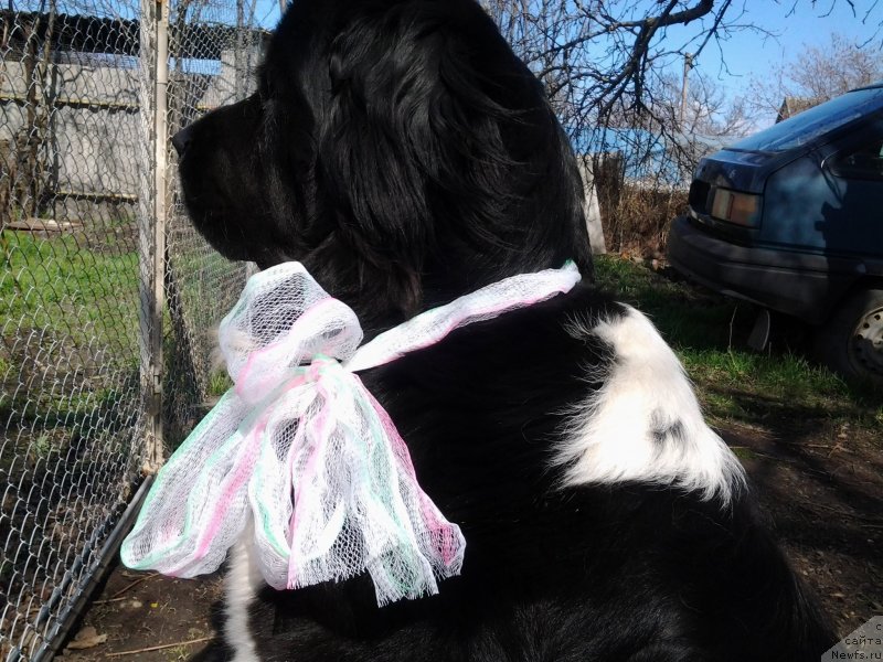 Фото: ньюфаундленд Dar Bogov from Rashn Bear (Дар Богов фром Рашн Беар)