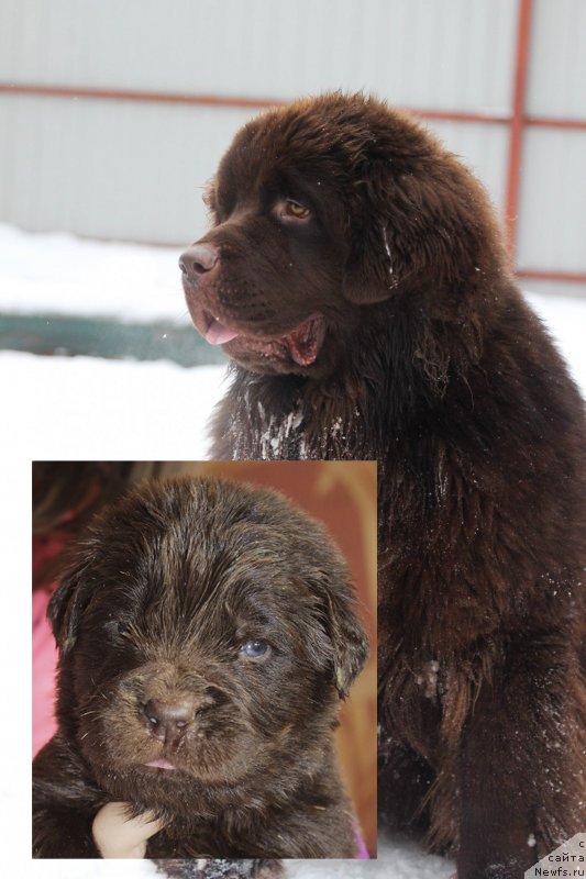 Фото: ньюфаундленд Braunblad MSK Daymond Maks (Браунблад МСК Даймонд Макс)