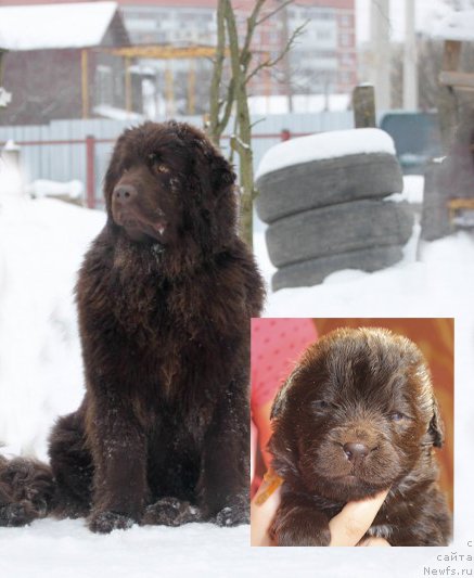 Фото: ньюфаундленд Brownblood MSK Darlina Joy (Браунблад МСК Дарлина Джой)