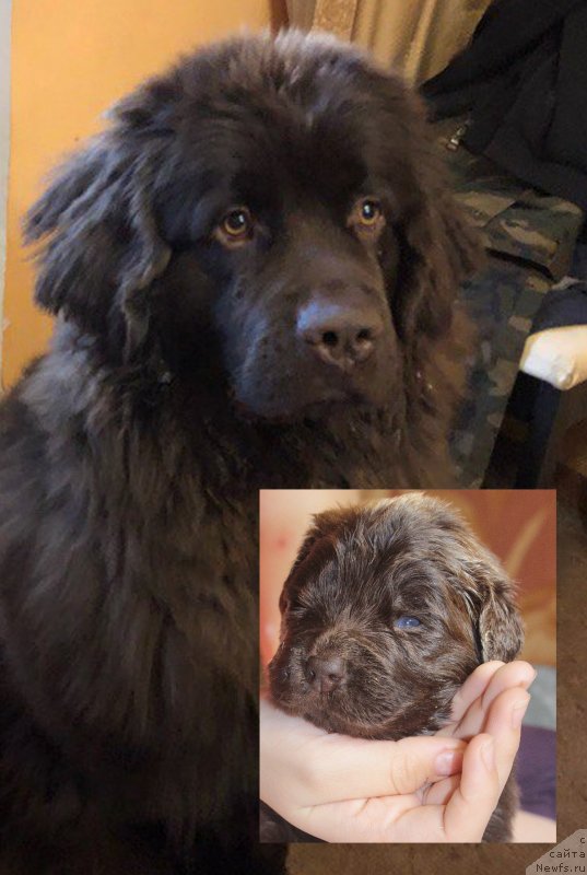 Фото: ньюфаундленд Brownblood MSK Darley Rinna (Браунблад МСК Дарли Ринна)