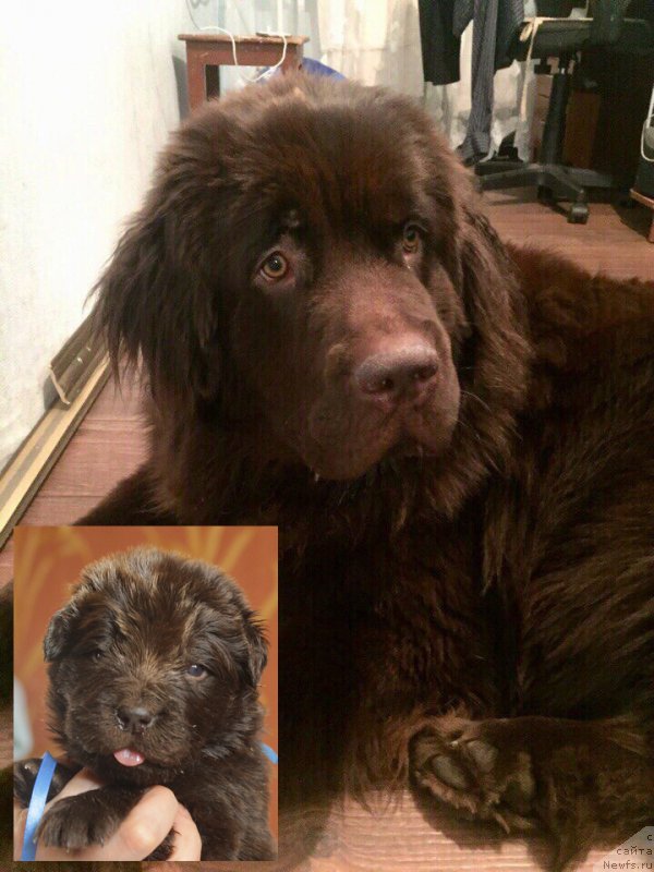 Фото: ньюфаундленд Braunblad MSK Djeyn Vendi (Браунблад МСК Джейн Венди)