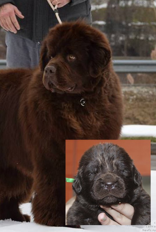 Фото: ньюфаундленд Braunblad MSK Djoy Orson (Браунблад МСК Джой Орсон)