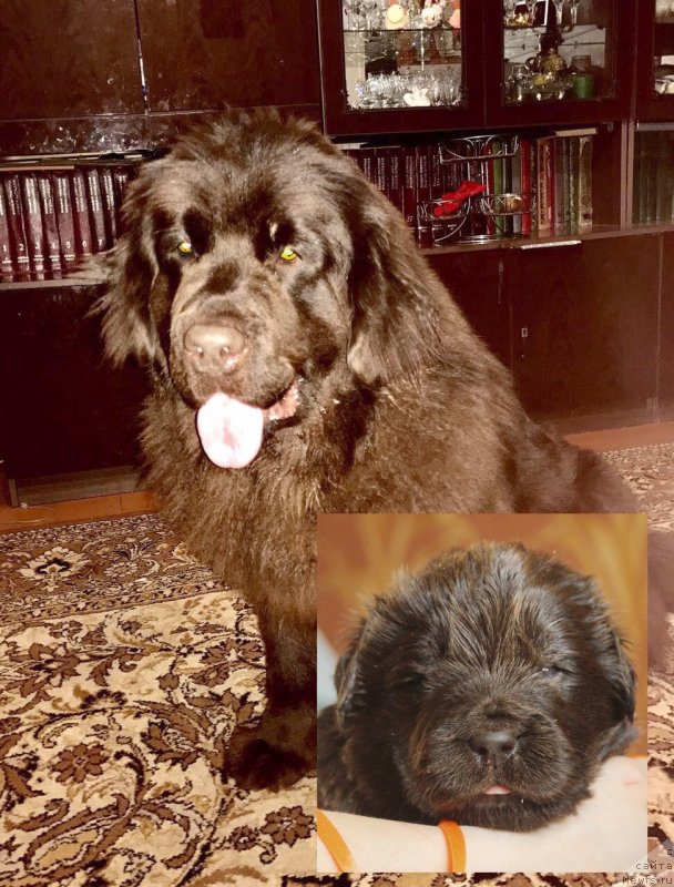 Фото: ньюфаундленд Braunblad MSK Donna Goldi (Браунблад МСК Донна Голди)