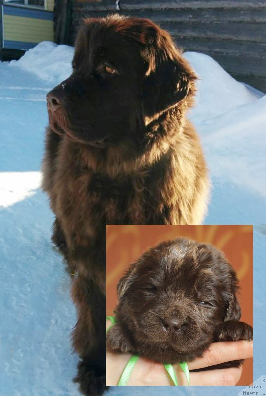 Фото: ньюфаундленд Brownblood MSK Drimi Ein (Браунблад МСК Дрими Эйн)