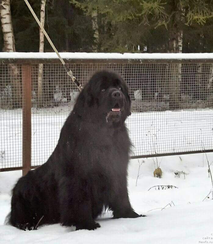 Фото: ньюфаундленд Hit SHeliko Gyelyeksi Star (Хит Шелико Гэлэкси Стар)