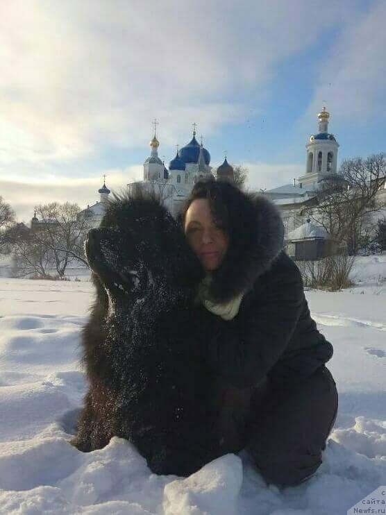 Фото: ньюфаундленд Hit SHeliko Gyelyeksi Star (Хит Шелико Гэлэкси Стар)