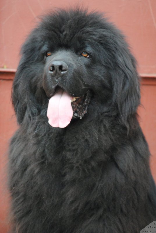 Фото: ньюфаундленд Dusha-Devitsa (Душа-Девица)