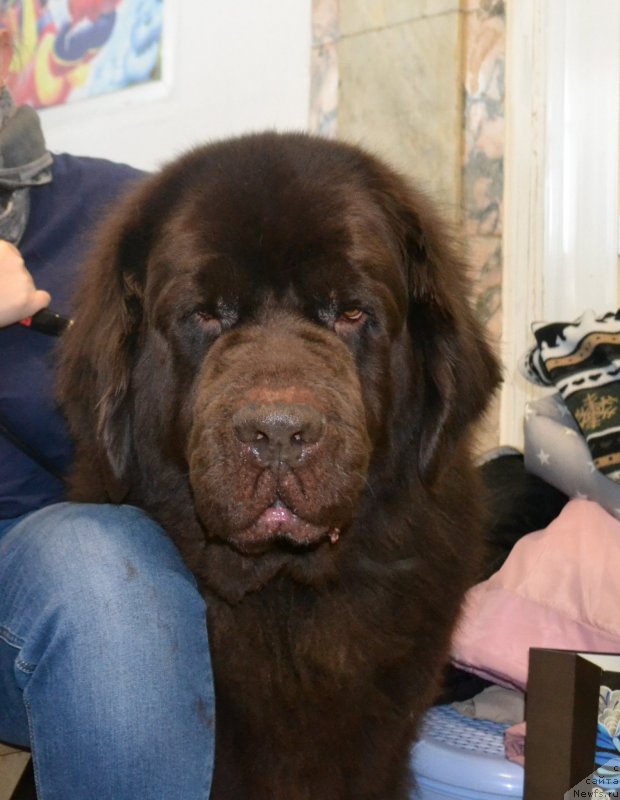 Фото: ньюфаундленд CHernyiy SHarm Amber Best Dog FO Marleon (Черный Шарм Амбер Бест Дог ФО Марлеон)