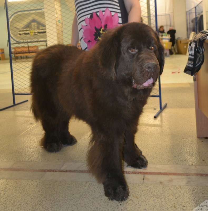 Фото: ньюфаундленд CHernyiy SHarm Amber Best Dog FO Marleon (Черный Шарм Амбер Бест Дог ФО Марлеон)