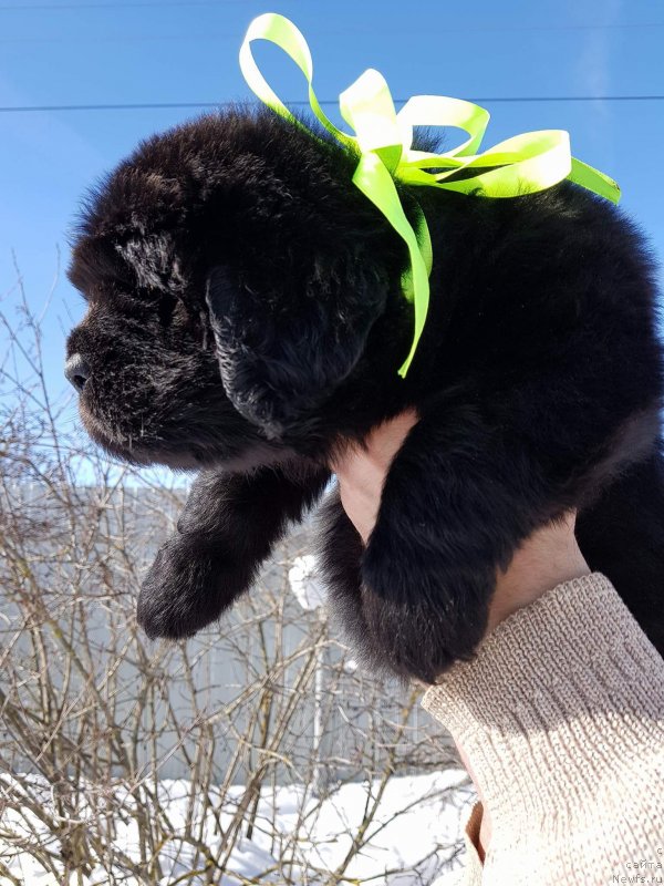 Фото: Кобель Салатовая лента