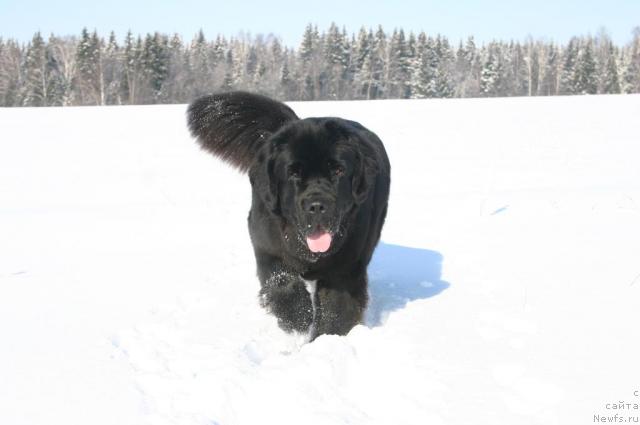 Фото: ньюфаундленд Sladkaya Moya ot Sibirskogo Medvedya (Сладкая Моя от Сибирского Медведя)