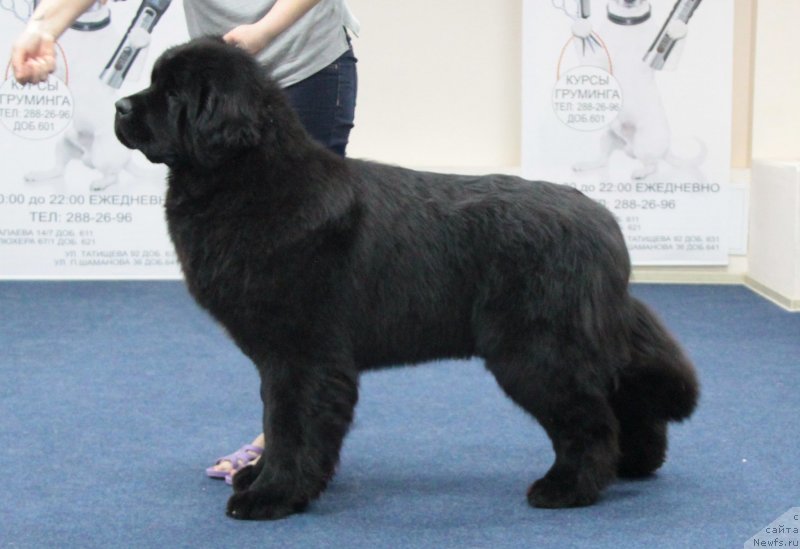 Фото: ньюфаундленд Akvian Song Tequila Gold (Аквиан Сонг Текила Голд)