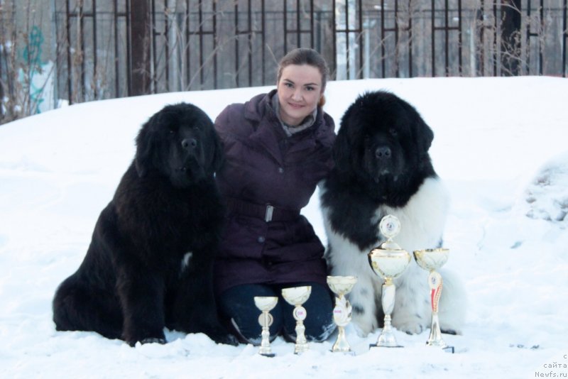 Фото: ньюфаундленд Oukaya Forever Le Grand Ami for-Akvian Song, ньюфаундленд Akvian Song Tequila Gold (Аквиан Сонг Текила Голд), Kseniya Novikova (Ксения Новикова)