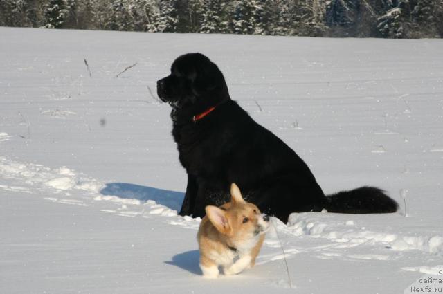 Фото: ньюфаундленд Sladkaya Moya ot Sibirskogo Medvedya (Сладкая Моя от Сибирского Медведя), Лиска