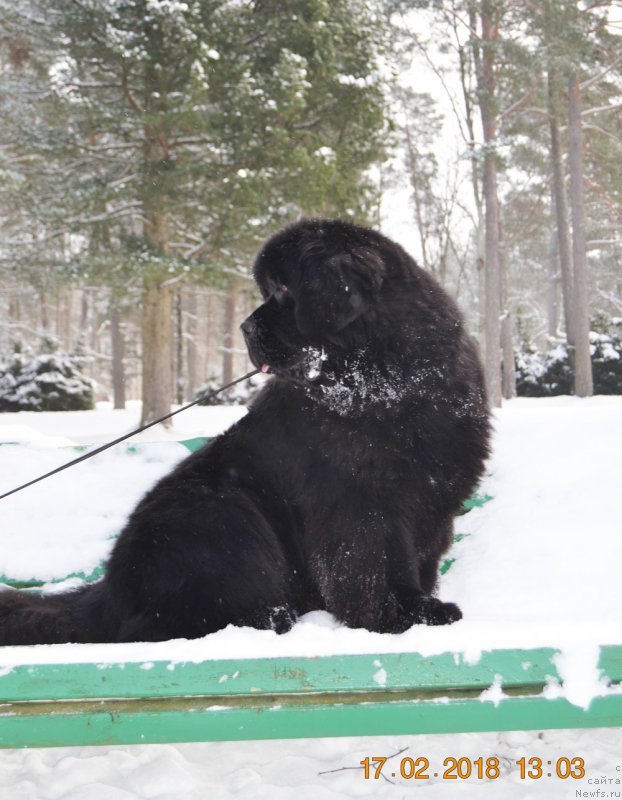 Фото: ньюфаундленд Brownblood MSK Amadey-Defender (Браунблад МСК Амадей-Дефендер)