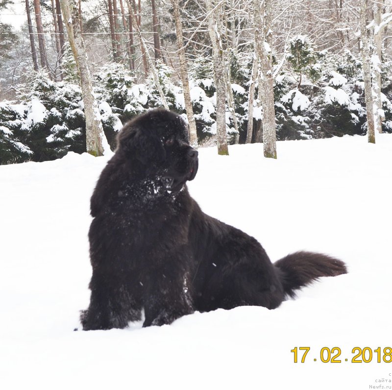 Фото: ньюфаундленд Brownblood MSK Amadey-Defender (Браунблад МСК Амадей-Дефендер)