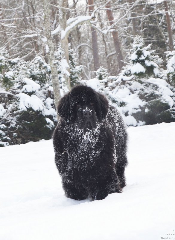 Фото: ньюфаундленд Brownblood MSK Amadey-Defender (Браунблад МСК Амадей-Дефендер)