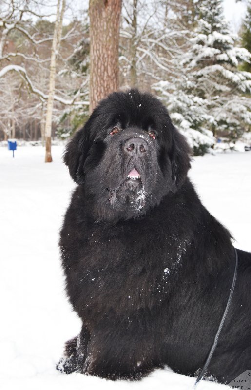 Фото: ньюфаундленд Brownblood MSK Amadey-Defender (Браунблад МСК Амадей-Дефендер)