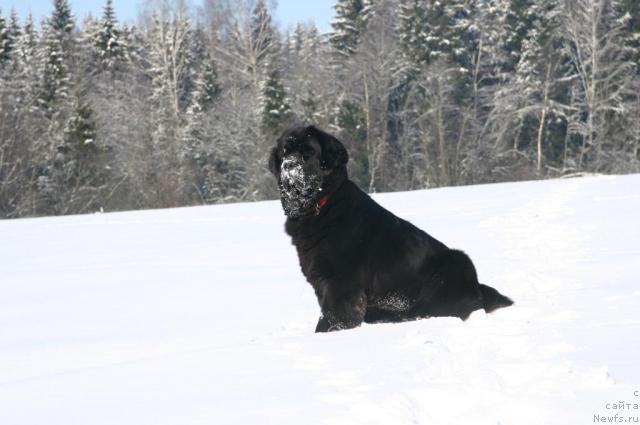 Фото: ньюфаундленд Sladkaya Moya ot Sibirskogo Medvedya (Сладкая Моя от Сибирского Медведя)