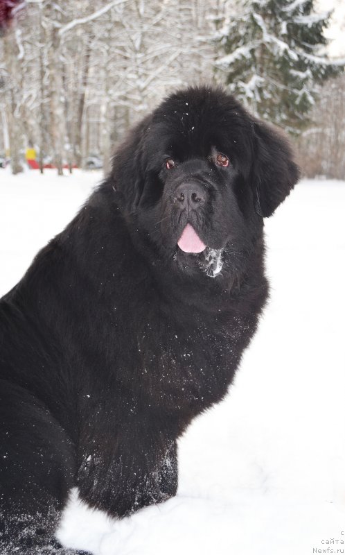 Фото: ньюфаундленд Brownblood MSK Amadey-Defender (Браунблад МСК Амадей-Дефендер)
