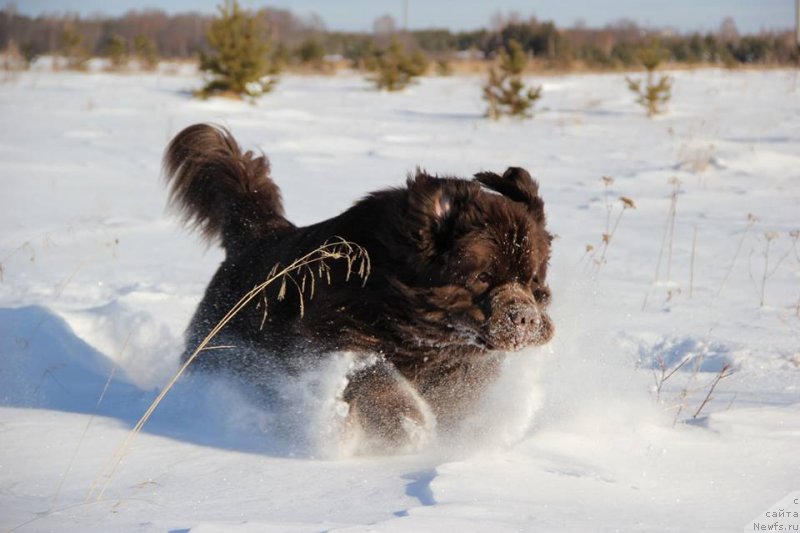 Фото: ньюфаундленд N'yufort Vashe Velichestvo Brabus (Ньюфорт Ваше Величество Брабус)