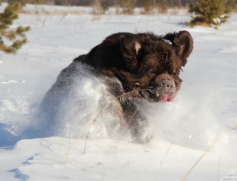 Фото: ньюфаундленд N'yufort Vashe Velichestvo Brabus (Ньюфорт Ваше Величество Брабус)