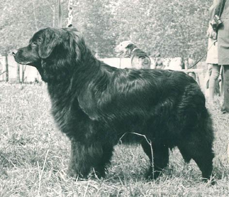 Фото: ньюфаундленд Zolli Maconi (Золли Мацони)