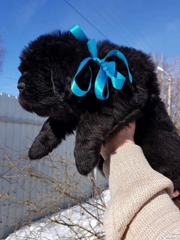 Фото: ньюфаундленд Hit SHeliko Gyelyeksi Star (Хит Шелико Гэлэкси Стар)