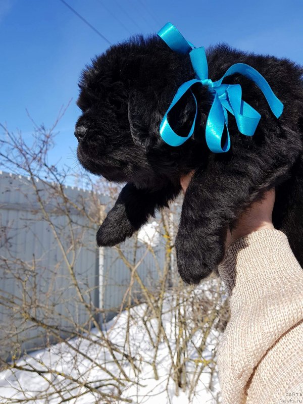 Фото: ньюфаундленд Hit SHeliko Gyelyeksi Star (Хит Шелико Гэлэкси Стар)