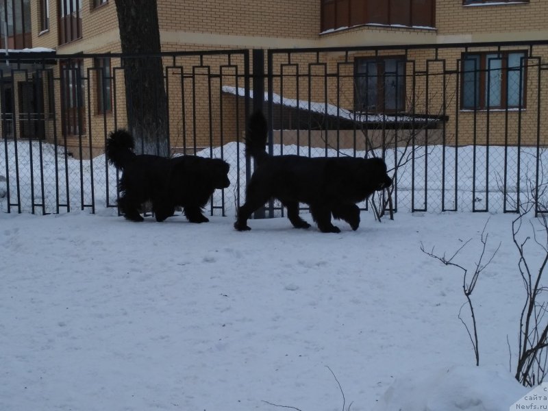 Фото: ньюфаундленд YEvolyuciya iz Antagrada (Эволюция из Антаграда), ньюфаундленд Parki is Antagrada (Парки из Антаграда)