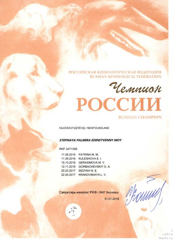 Фото: ньюфаундленд Stepnaya Pal'mira Edinstvennyiy Moy (Степная Пальмира Единственный Мой)