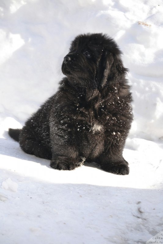 Фото: Щенок, ньюфаундленд Noel Naslednitsa Vyatskiy Medved (Ноэль Наследница Вятских Медведей), ньюфаундленд Nazar Vyatskiy Medved (Назар Вятский Медведь), ньюфаундленд Lari Vyatskiy Mishka (Лари Вятский Мишка)