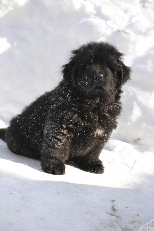 Фото: Щенок, ньюфаундленд Noel Naslednitsa Vyatskiy Medved (Ноэль Наследница Вятских Медведей), ньюфаундленд Nazar Vyatskiy Medved (Назар Вятский Медведь)