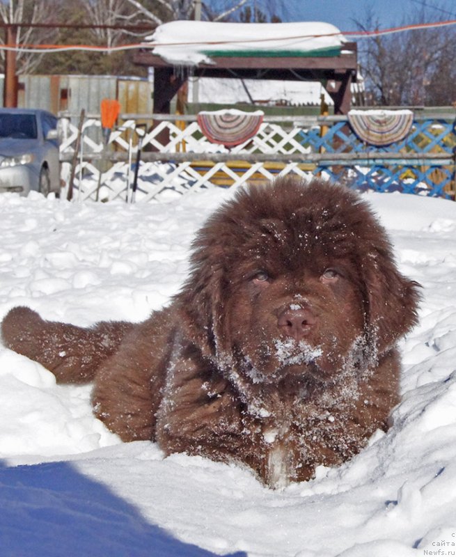 Фото: ньюфаундленд Peter-Bear Persidskiy Sultan (Петер-Беар Персидский Султан)