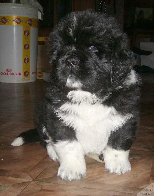 Фото: ньюфаундленд Super Bizon Gudvin (Супер Бизон Гудвин)